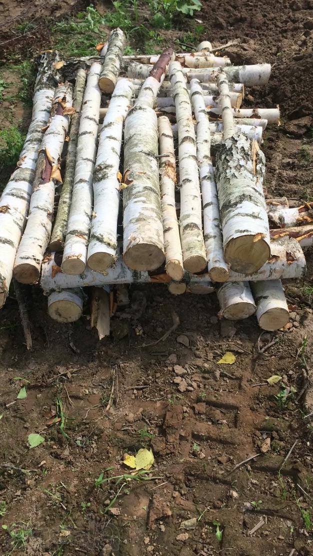 Распил берёзы с доставкой по городу и области. размер бревна 1,5-2 м., стоимость 1000 руб. за м3
